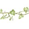 Leafy Ivy Vine Wall Stencil | 2825 by Designer Stencils | Floral Stencils | Reusable Art Craft Stencils for Painting on Walls, Canvas, Wood | Reusable Plastic Paint Stencil for Home Makeover | Easy to Use & Clean Art Stencil